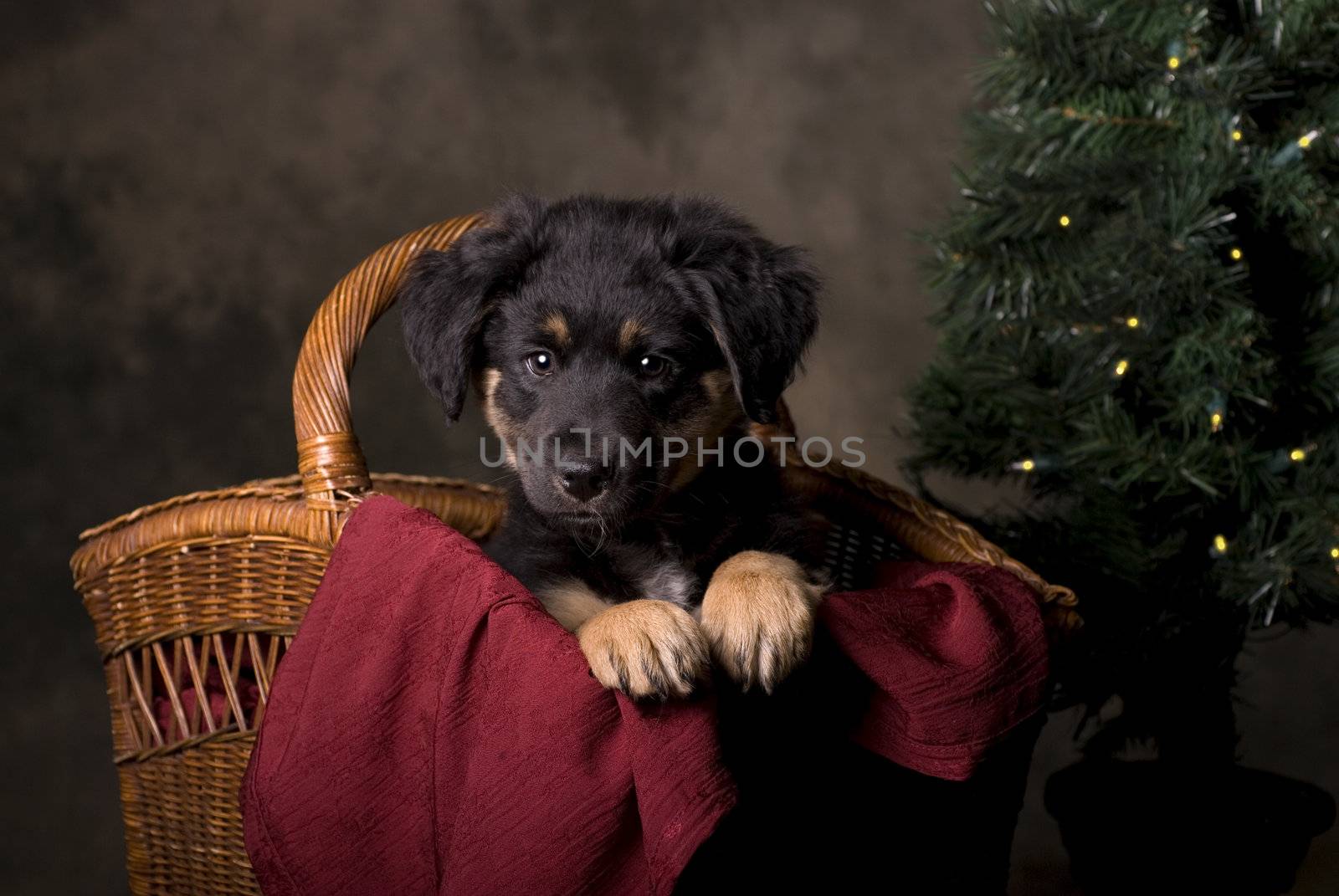 Horizontal studio shot of a 6 week old German Shepherd puppy in a Christmas basket.