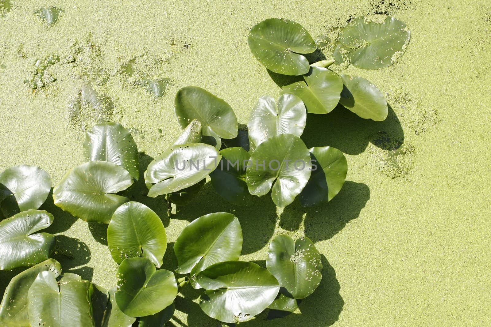 Spatterdock plants (Nuphar lutea) in water among duckweed by qiiip