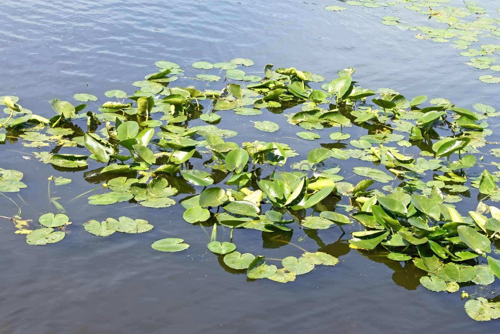 Spatterdock plants (Nuphar lutea) in water by qiiip