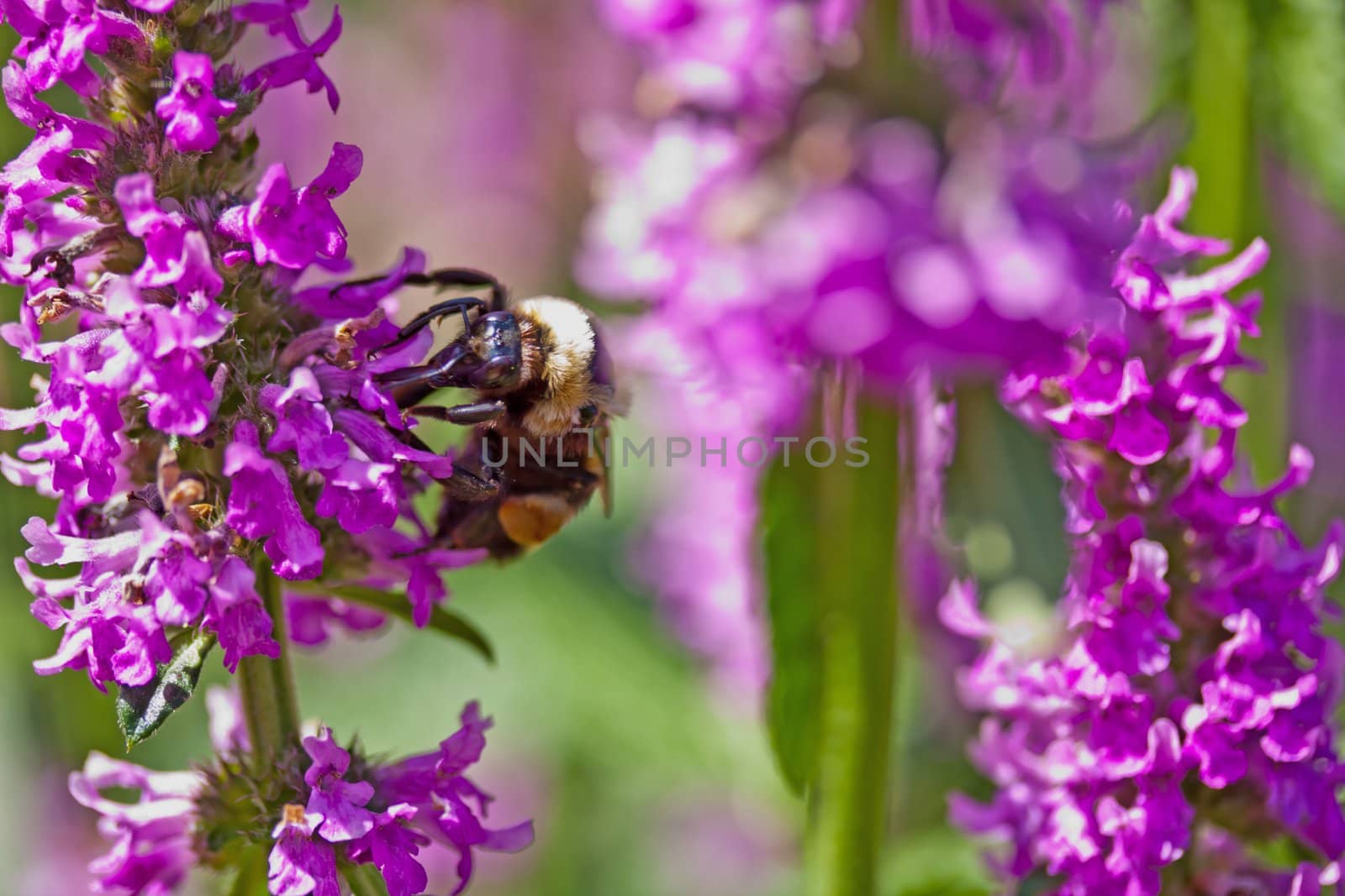 A queen bee gathering nectar from lavendar flowers