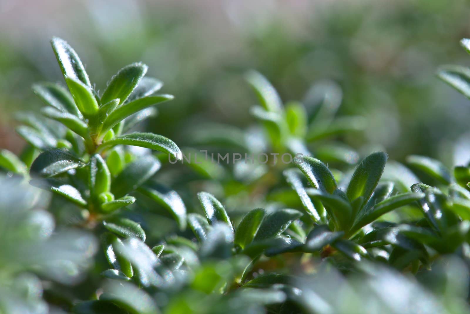 Thyme In the Sun by RachelD32