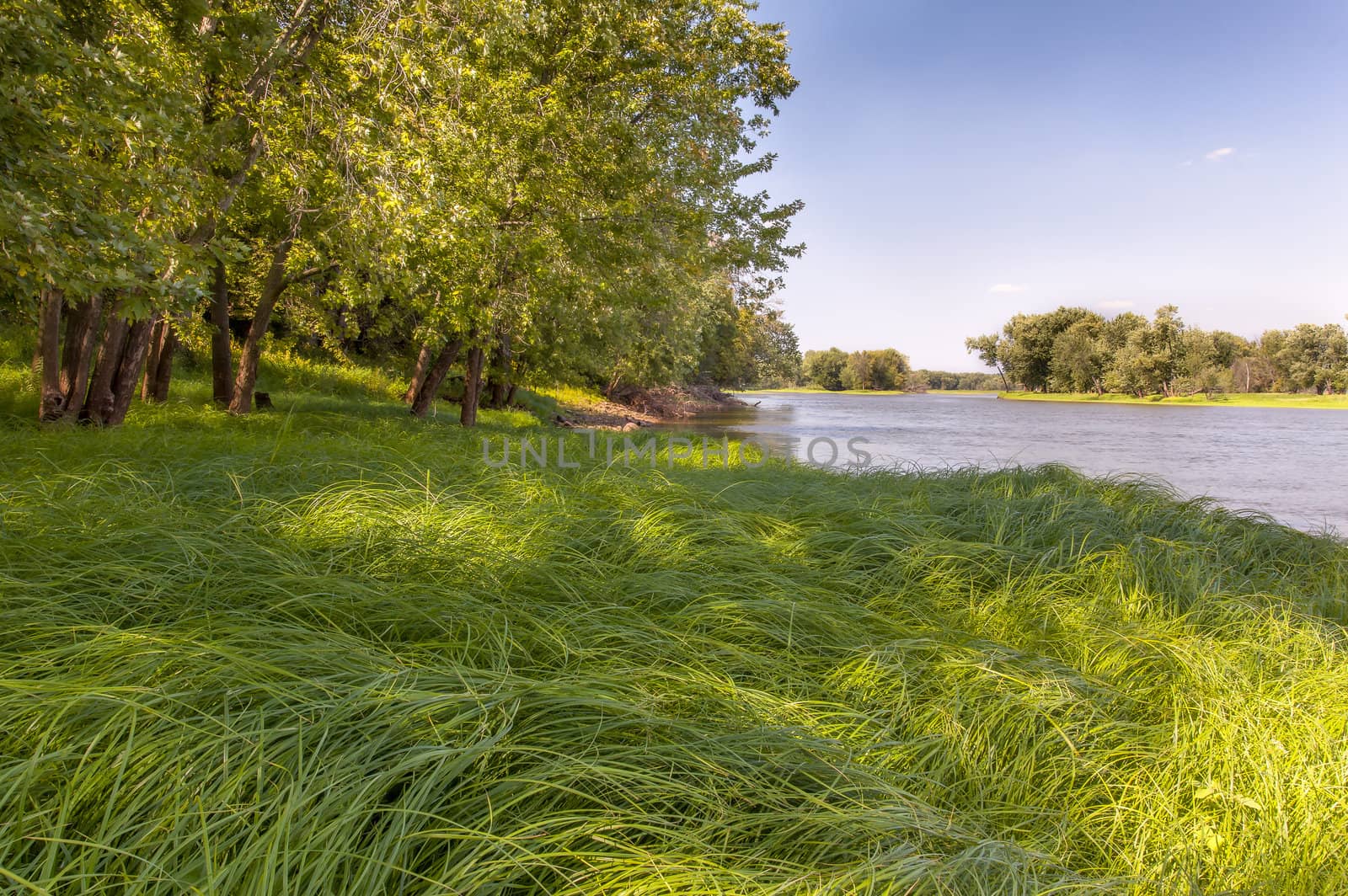 River Grass by wolterk