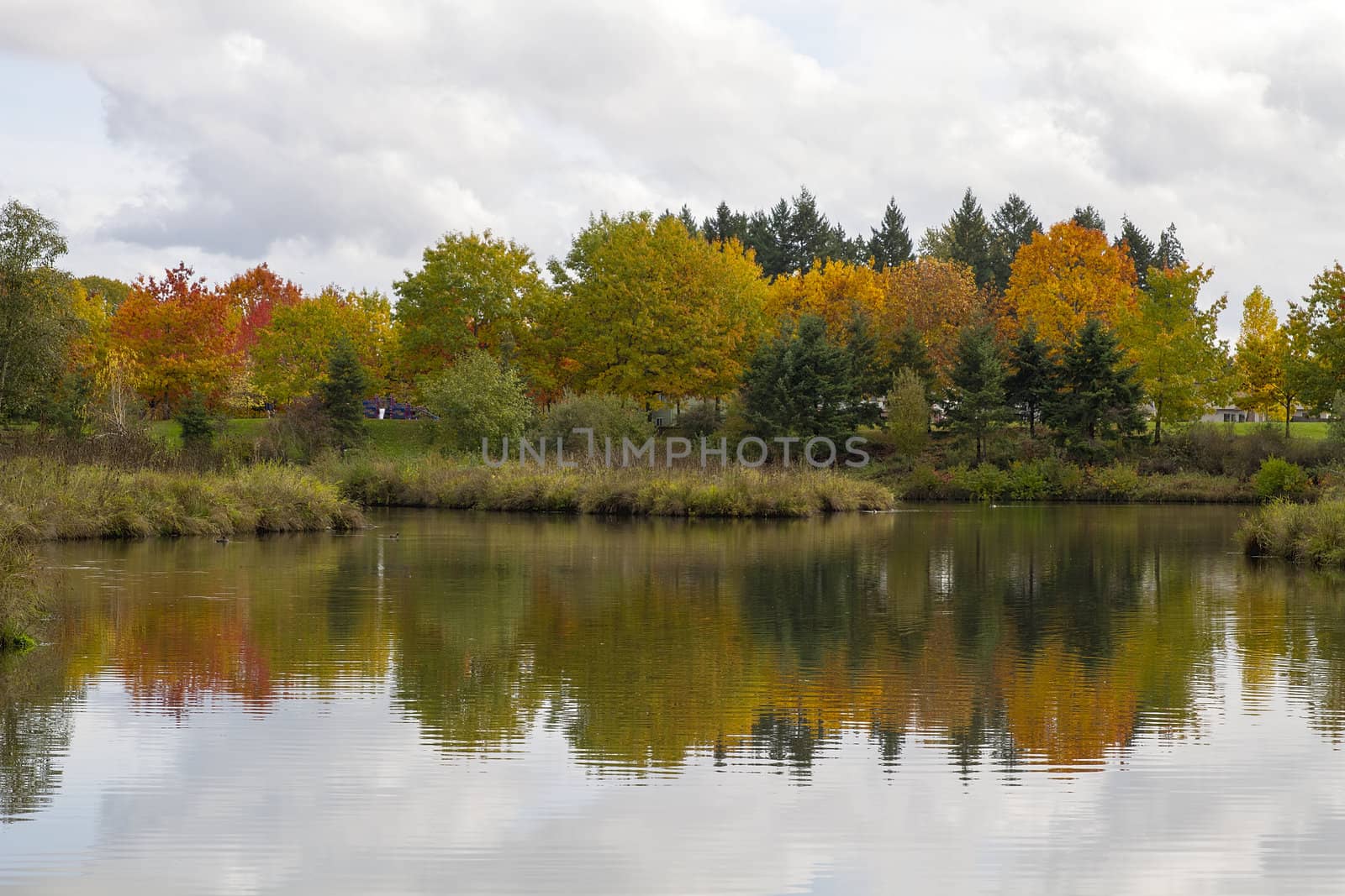 Reflection of Fall Trees by the Pond by jpldesigns