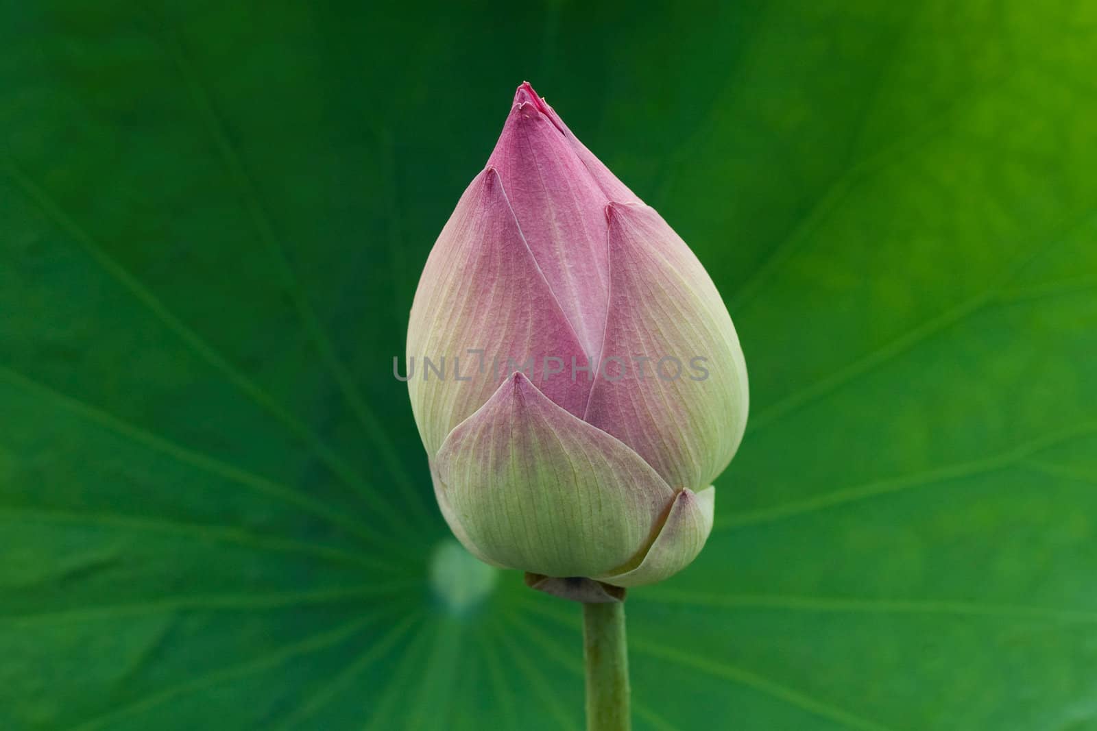 Bud of Lotus Flower