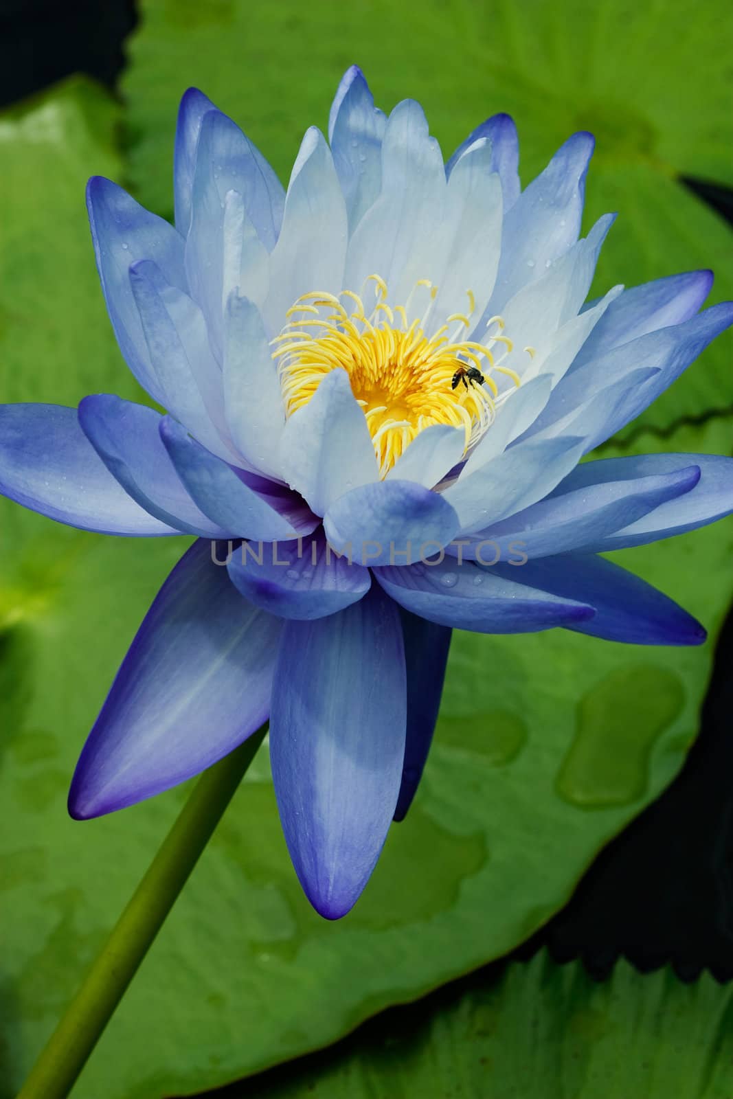 Blue Water Lily