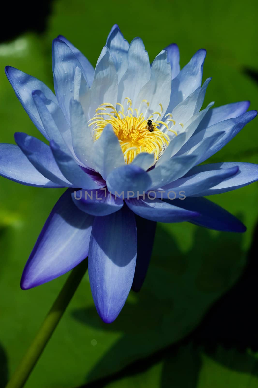 Blue Water Lily