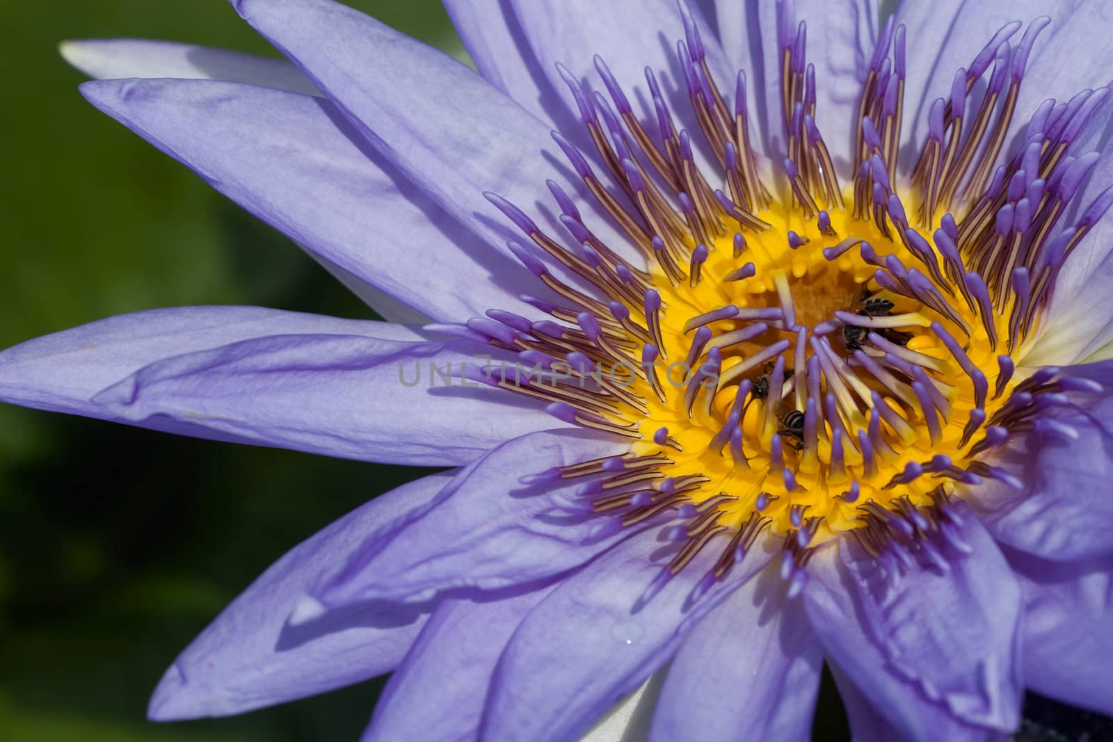 Purple Water Lily