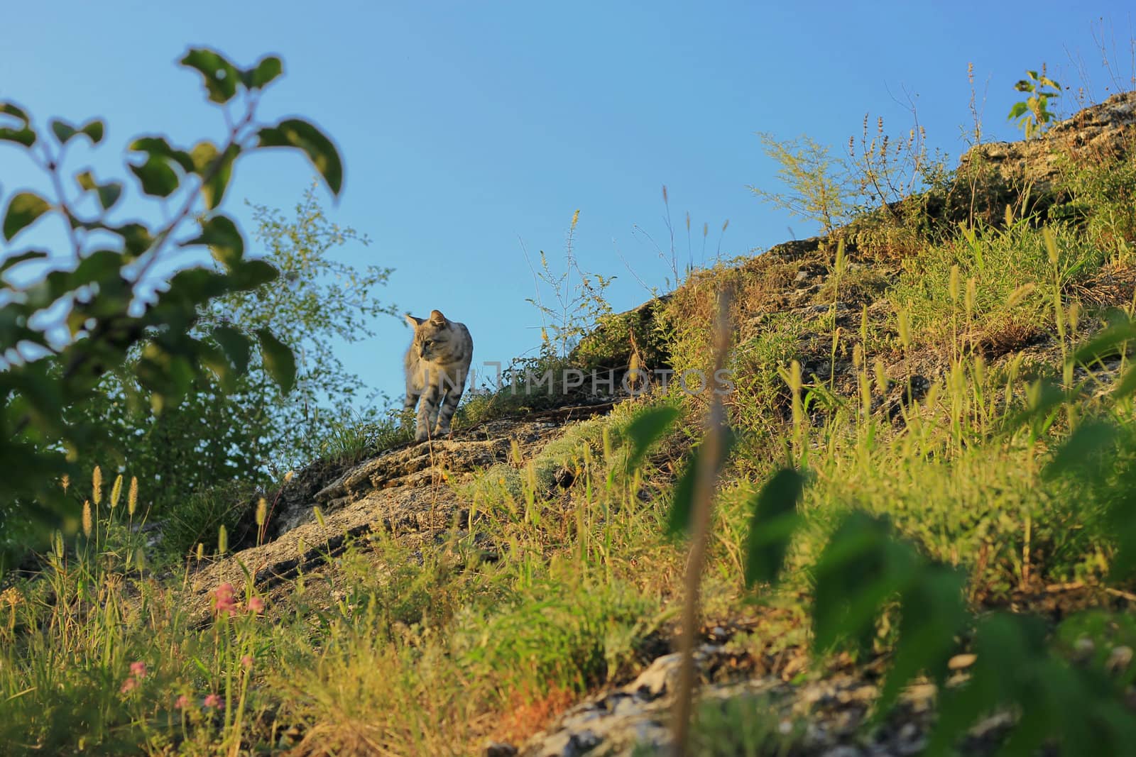 Grey cat walking over a summer mountains