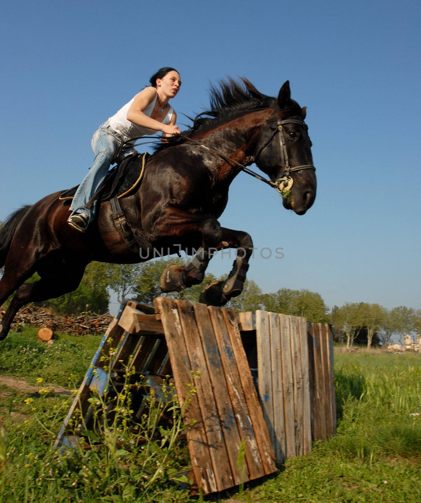 jumping horse by cynoclub