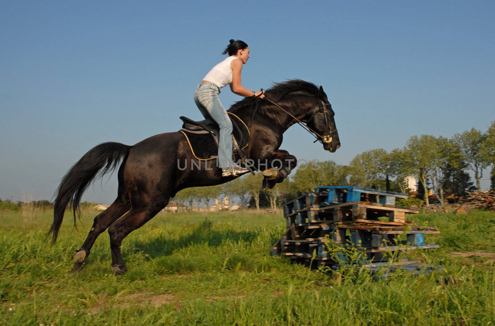 training for competition of jumping for an horse and her riding girl