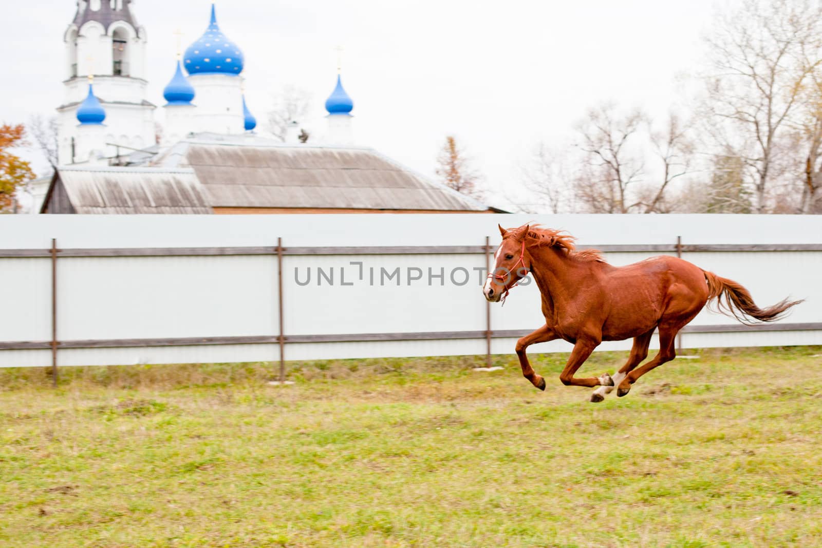 A red horse running in front of orthodox church
