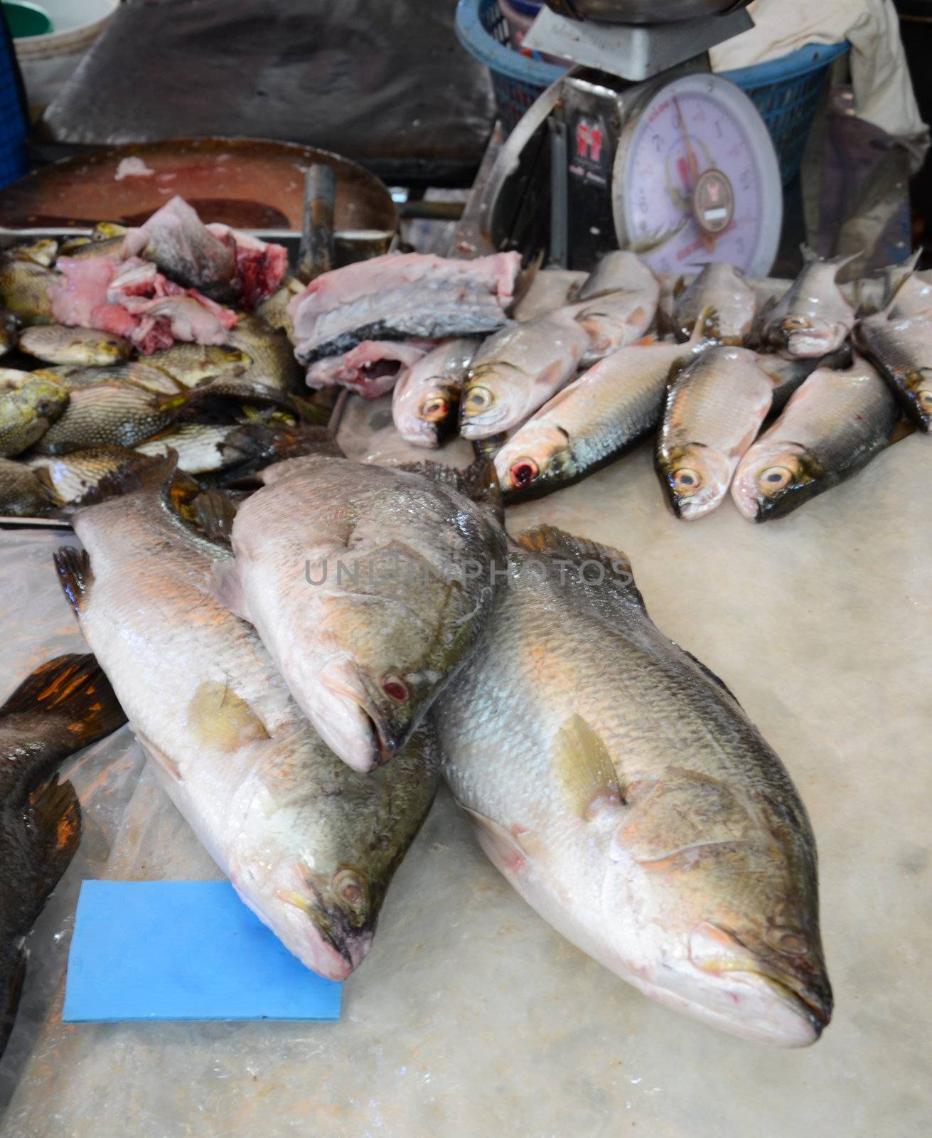 Variety of fresh fish seafood in market