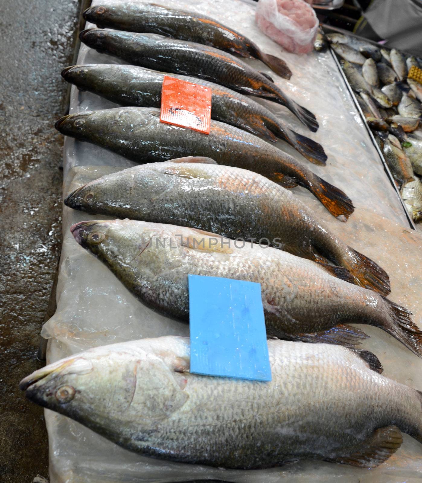 Variety of fresh fish seafood in market, chonburi, thailand