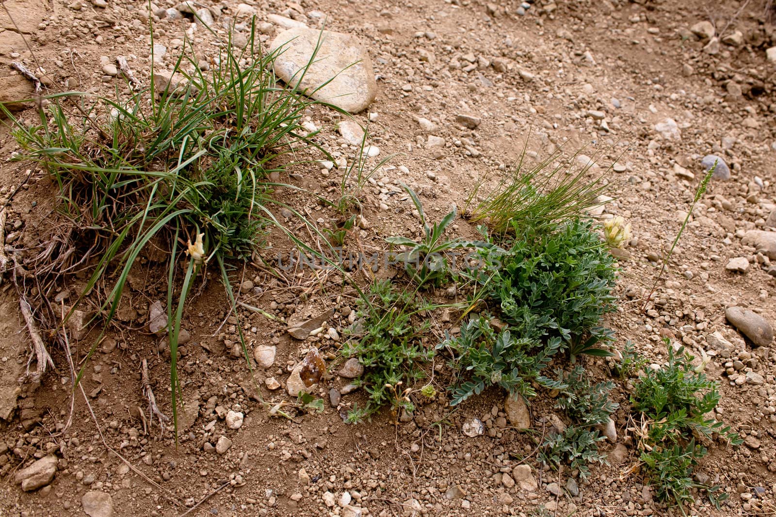 Green small prikly plants on a ground
