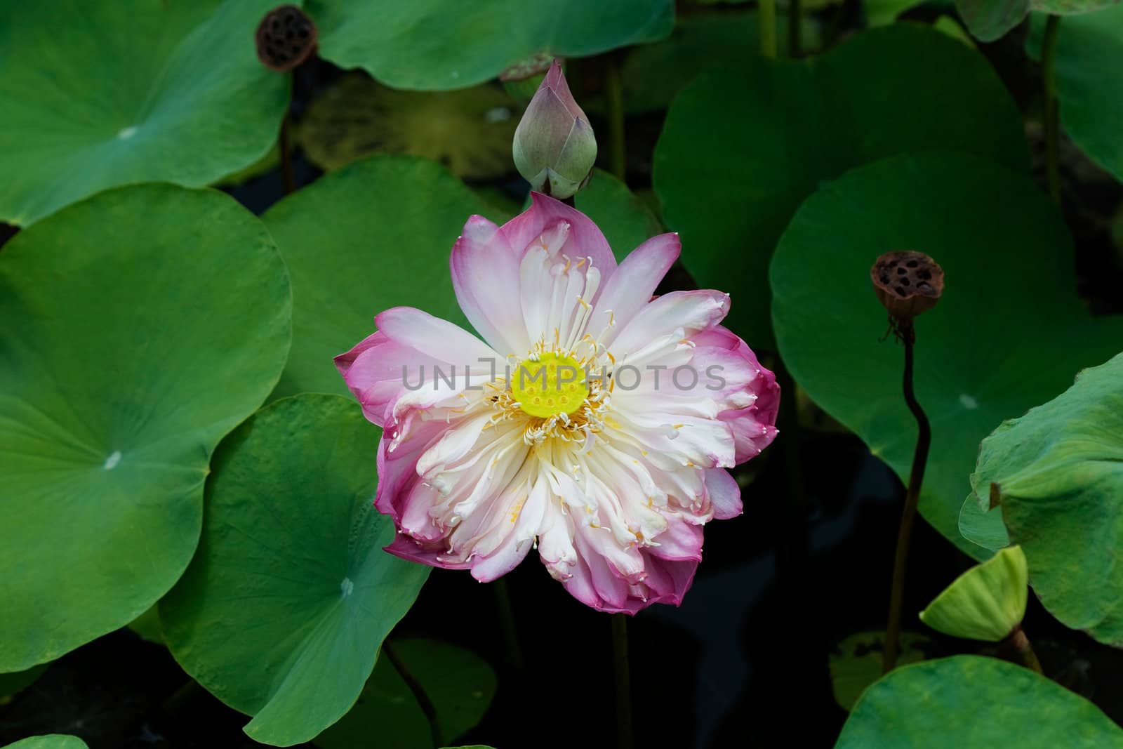 Water Lily