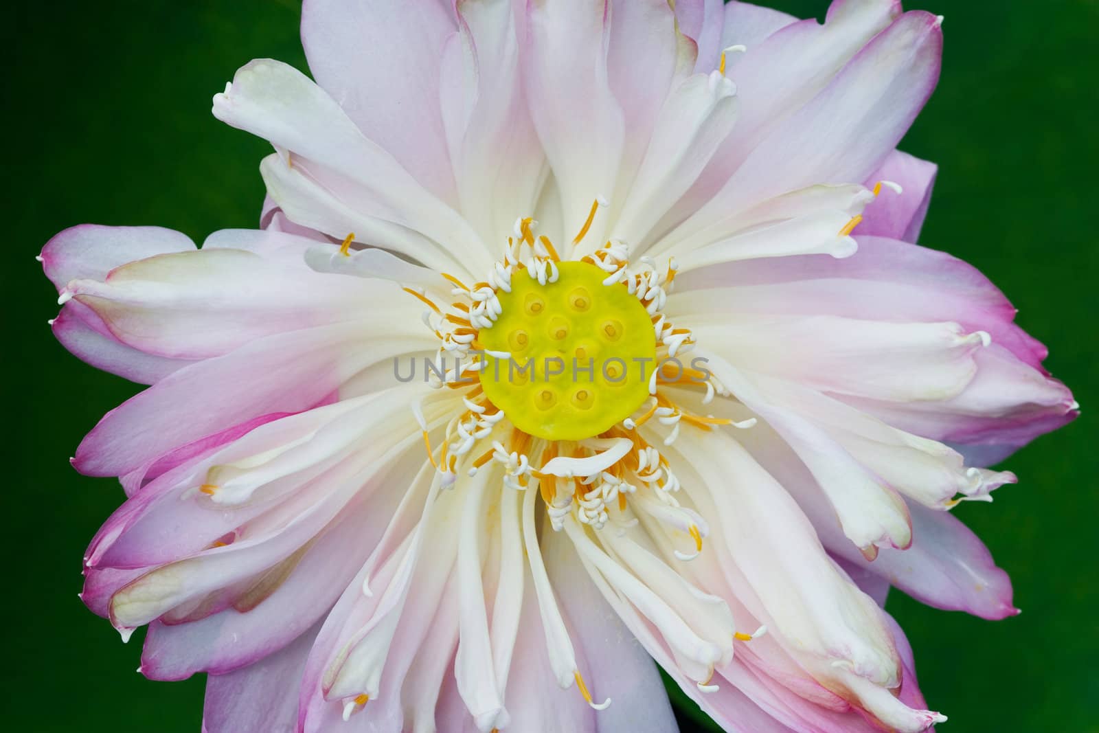 Water Lily