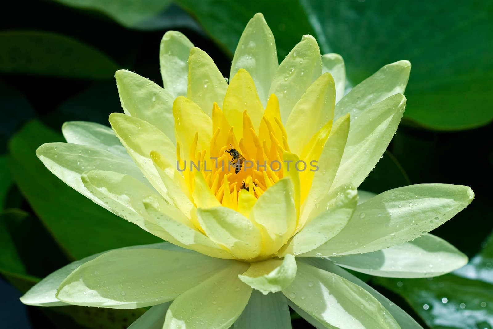 Yellow Water Lily