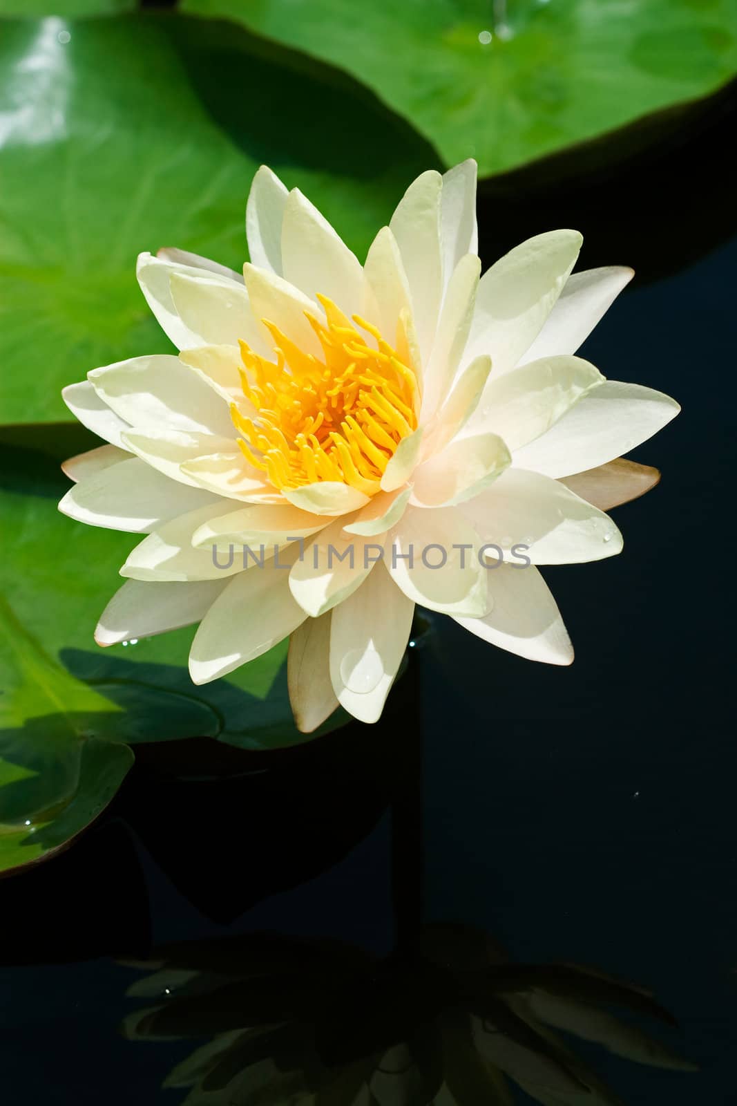 Yellow Water Lily