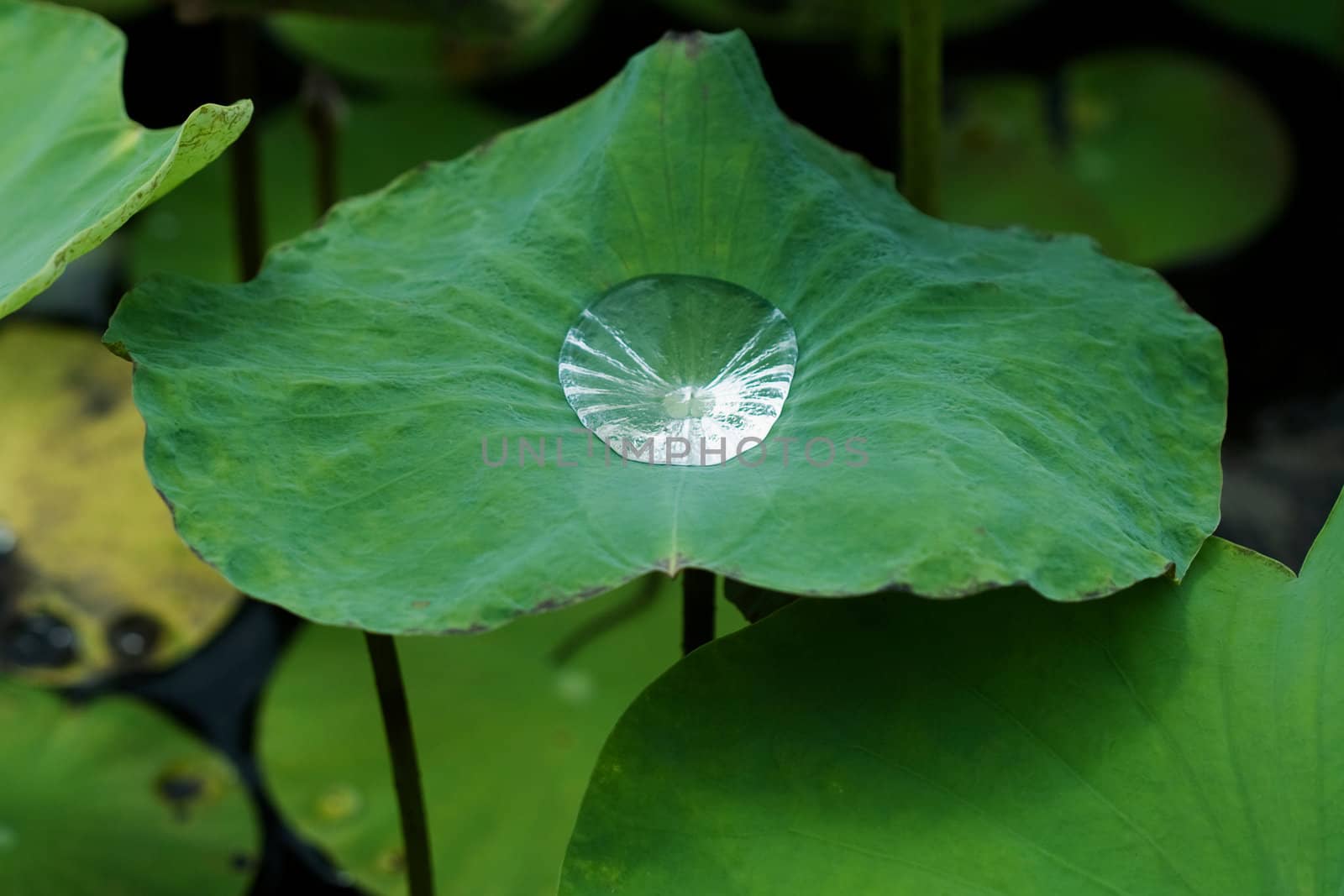 Water Drop on Lotus Leaf