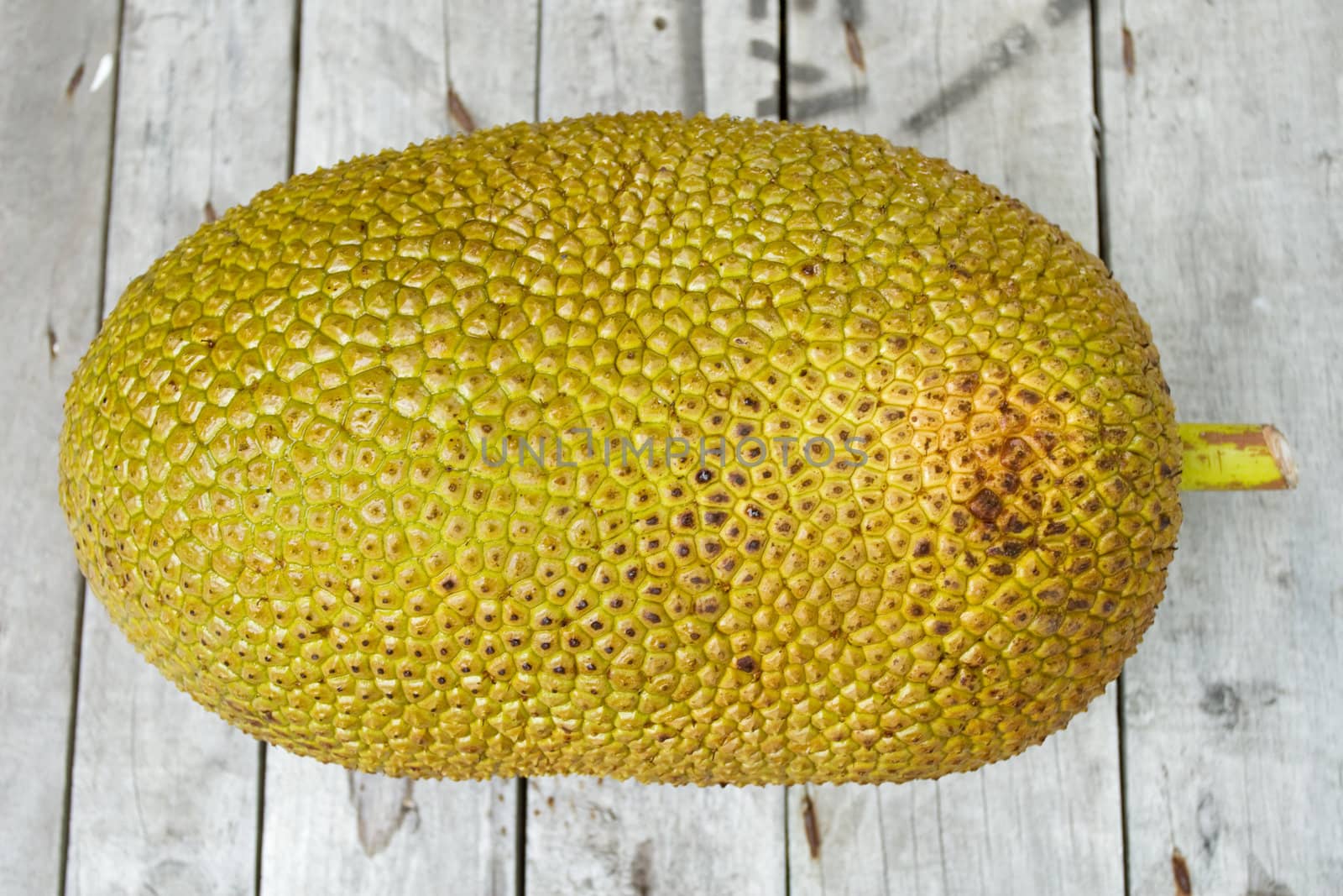 Giant Jackfruit