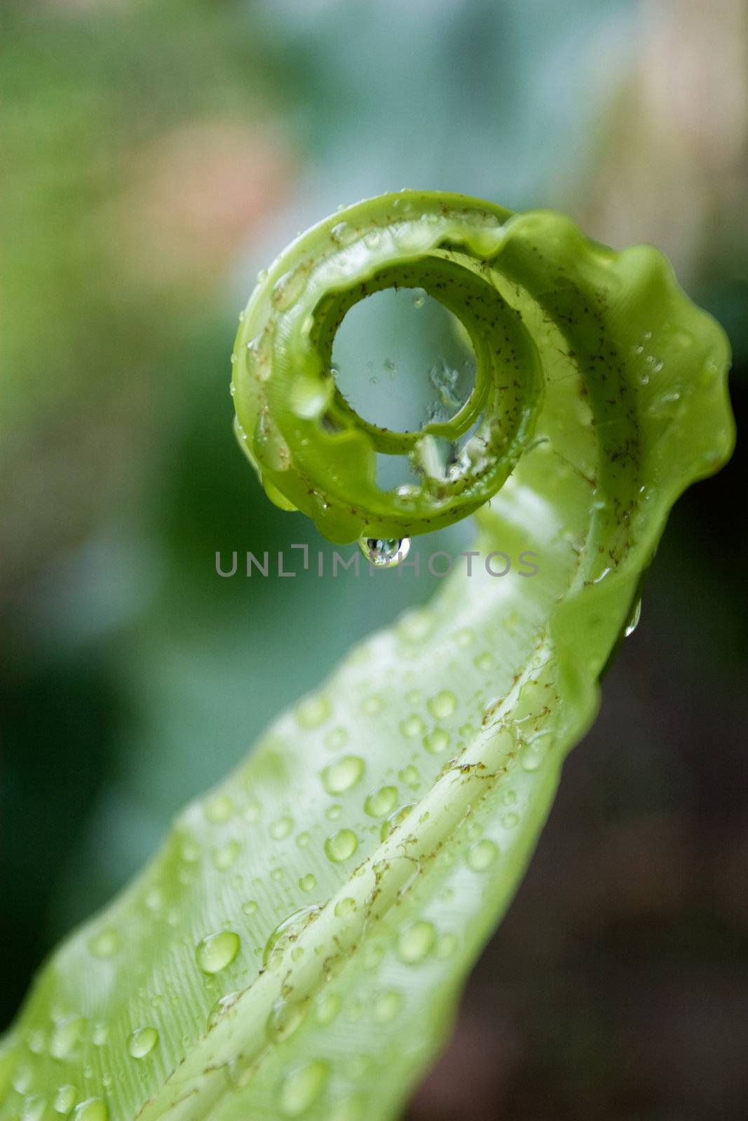 Unfurling Fern Tip
