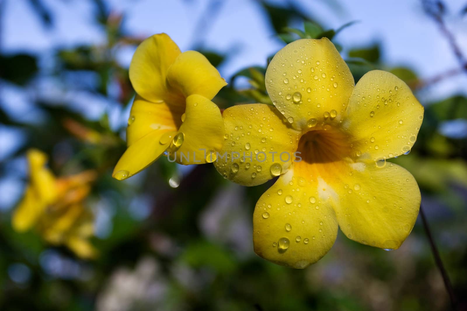 Allamanda Flower
