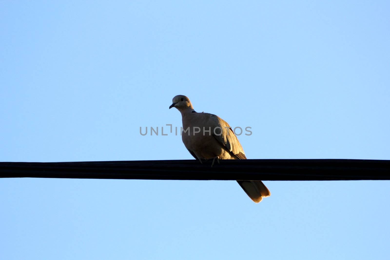 turtledove illuminated by the warm light of sunset