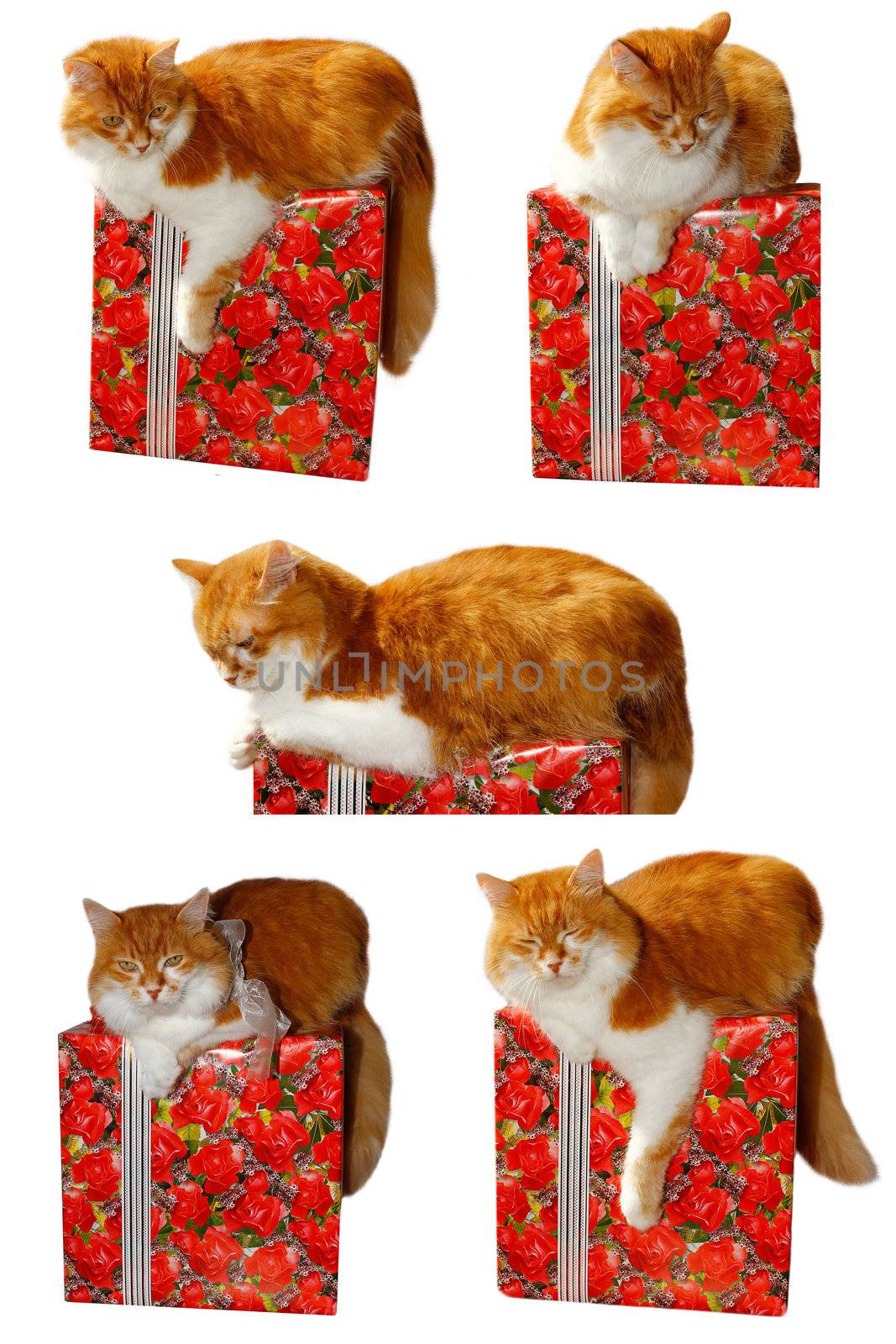 red cat and gift box by Natalia-Reutova