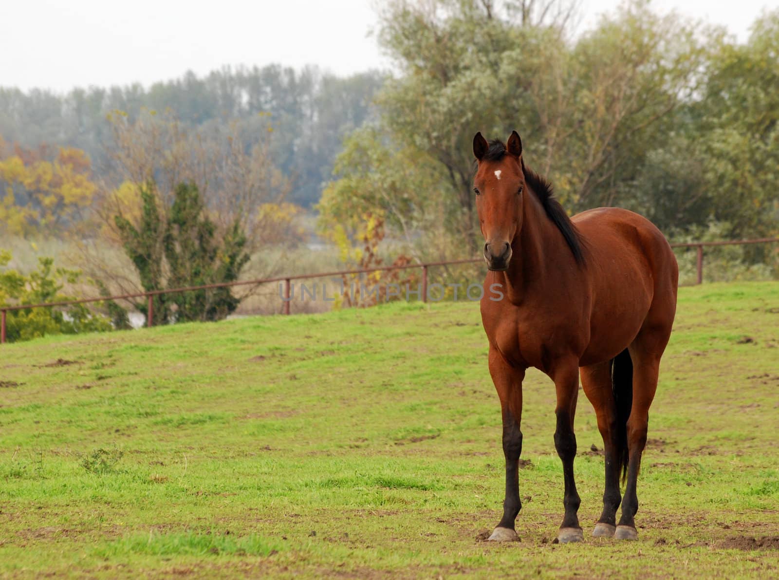 brown horse in pasture