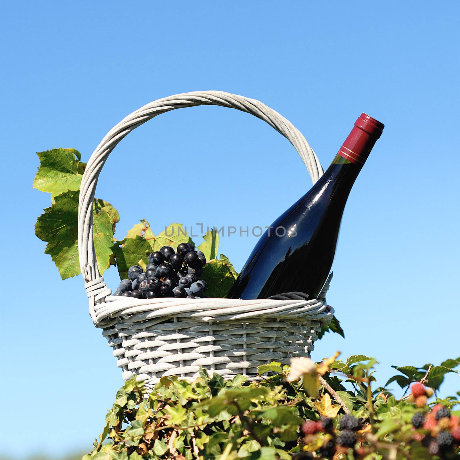 Bottle of red wine and grapes in basket 