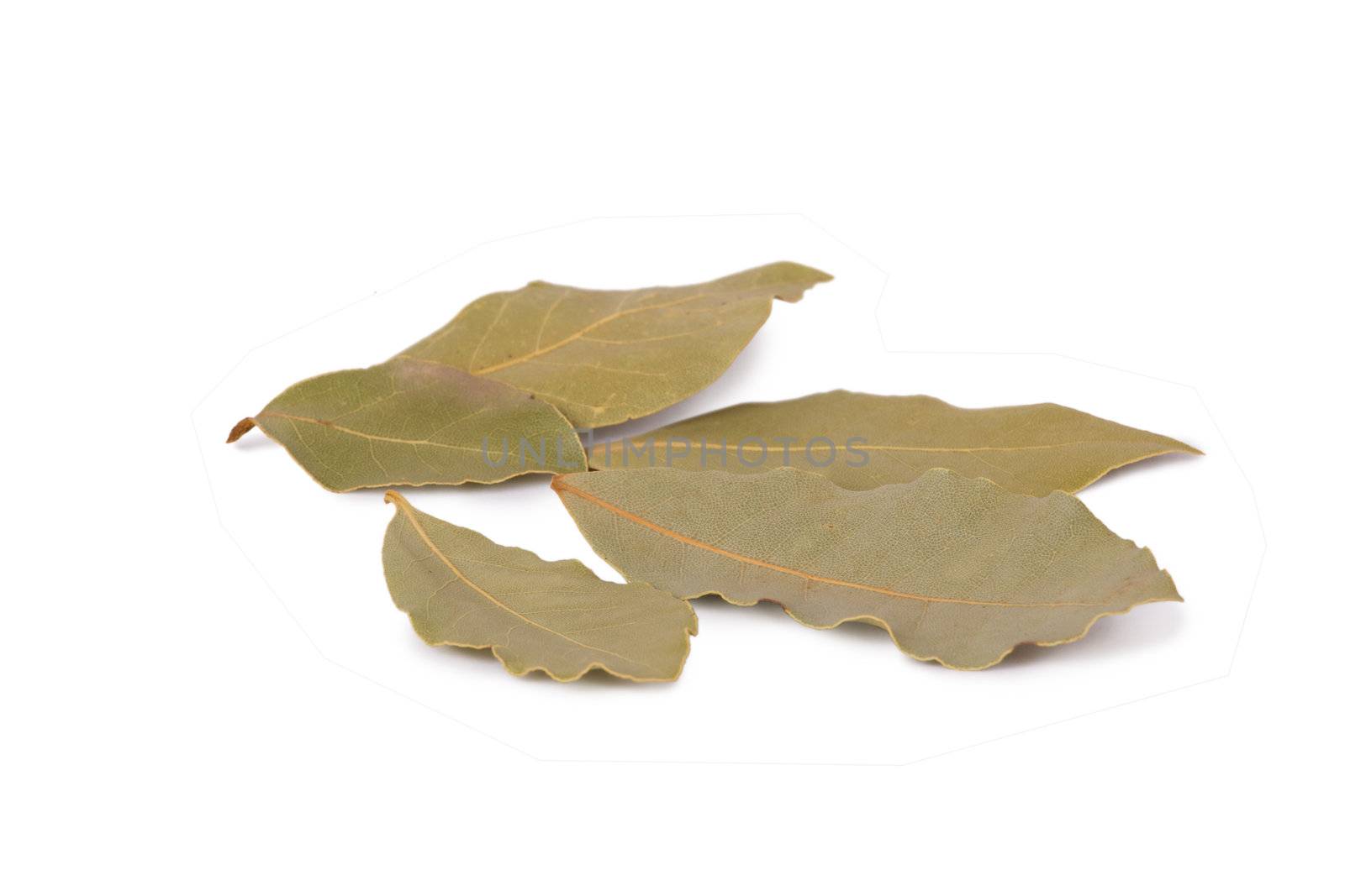 Dry bay leaves isolated on white background