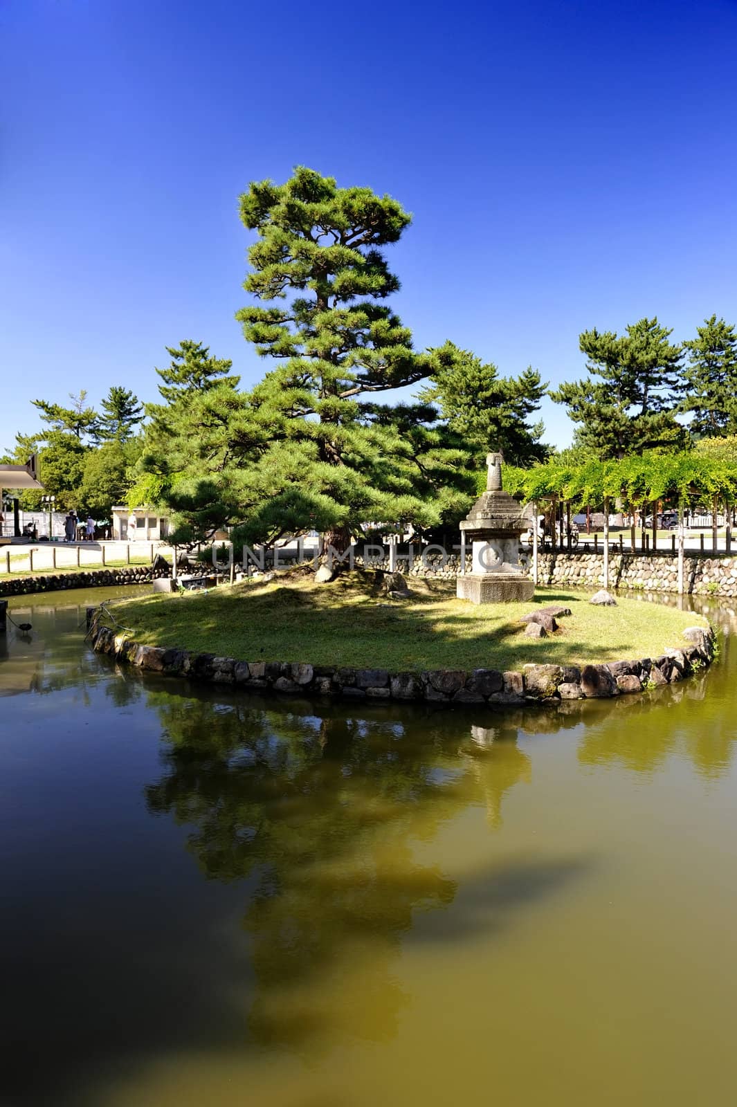 Detail of the Japanese garden - pine on the small island in the pond, Nara - Japan