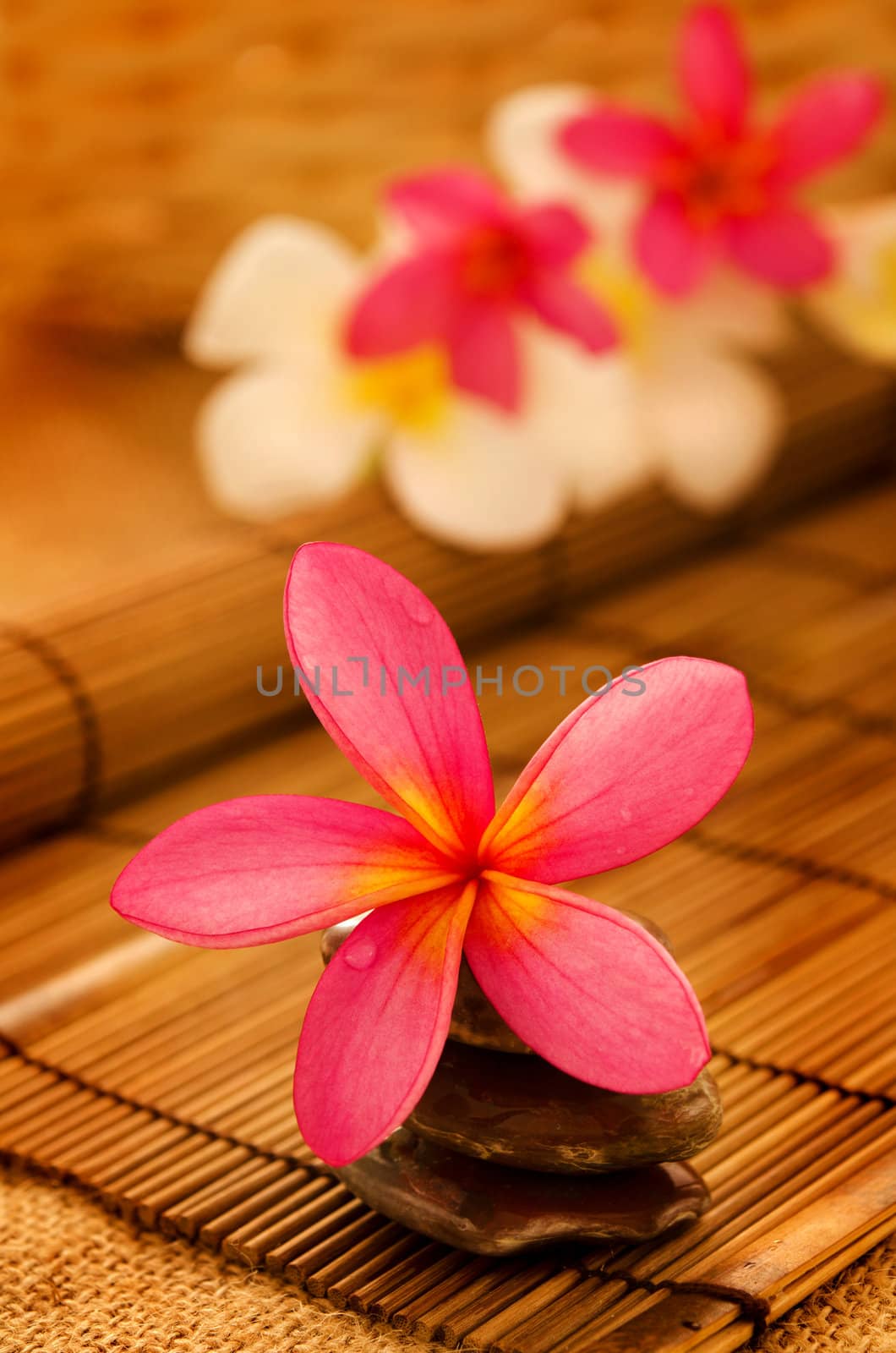Tropical spa with Frangipani flowers in low lighting, suitable for spa related theme.