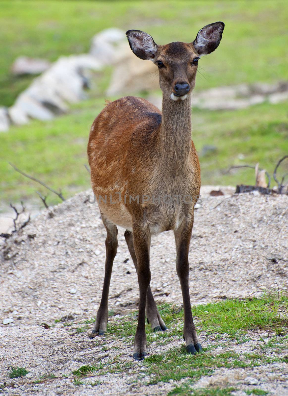 Nara Deer by fyletto