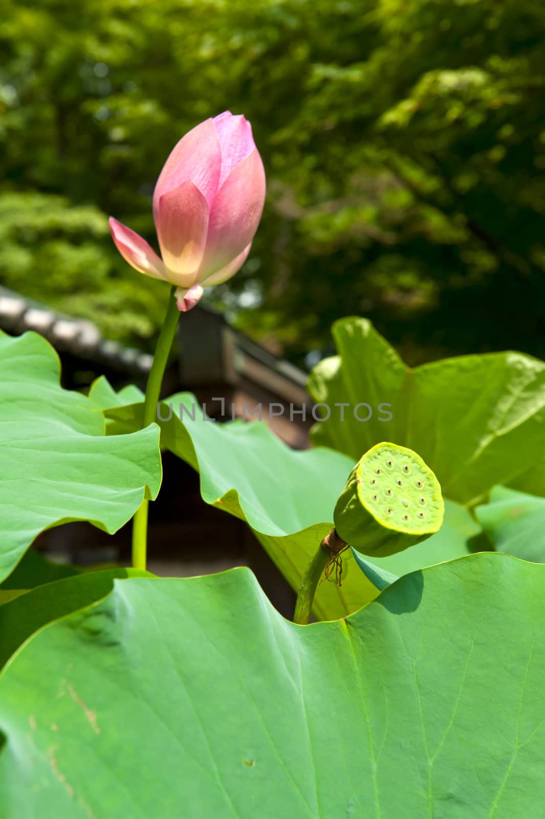 Lotus (Nelumbo nucifera) flower  with a fruit in the Japanese pond