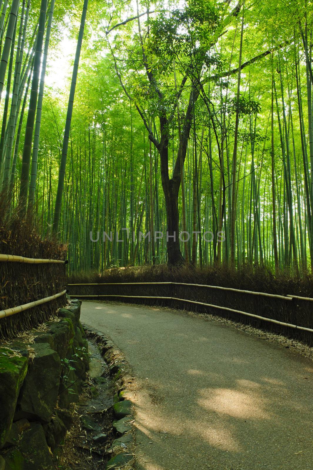 Famous bamboo grove at Arashiyama, Kyoto - Japan