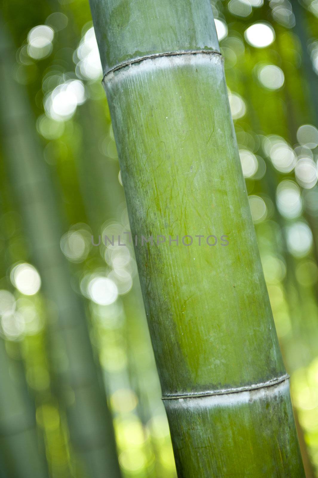 Detail of a bamboo stem in the Japanese bamboo forest with a shallow DOF