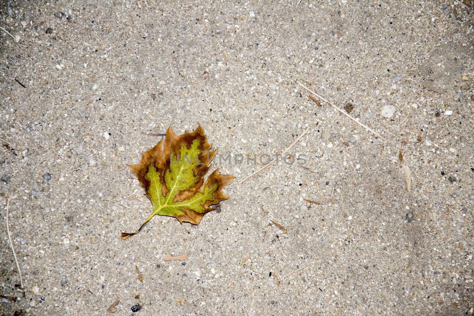 Fallen leaf in Debod's temple park.