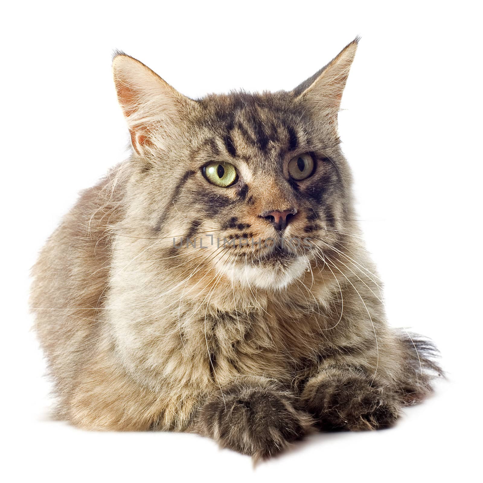 portrait of a purebred  maine coon cat on a white background