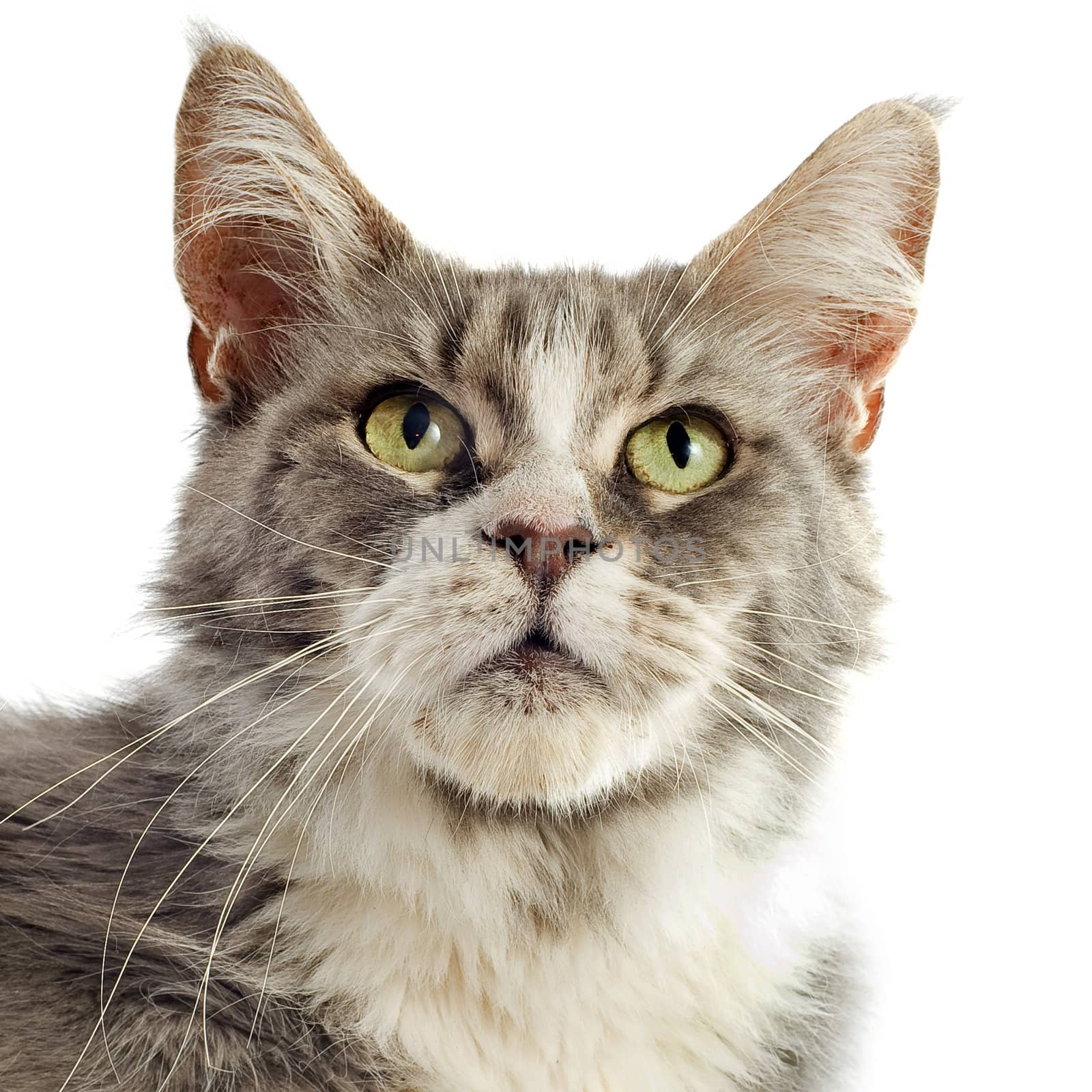 portrait of a purebred  maine coon cat on a white background