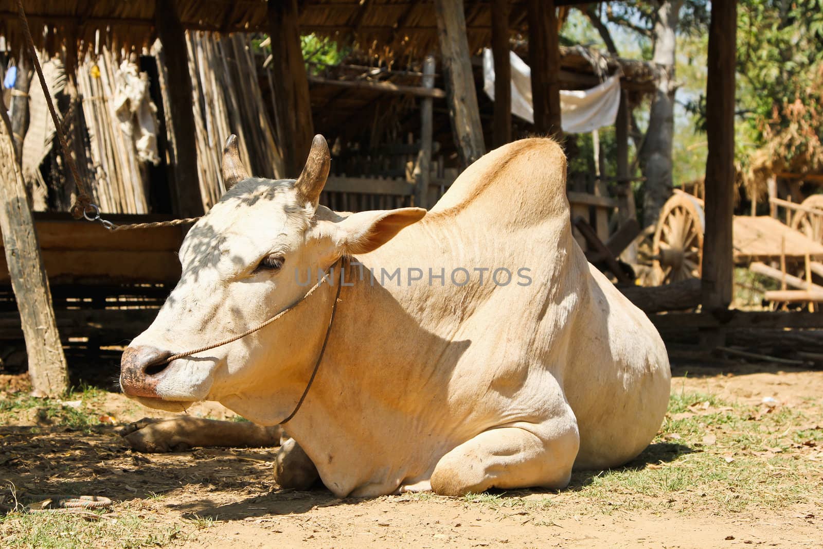 Cow or Ox  at rural farm in a village in Inle lake,Burma