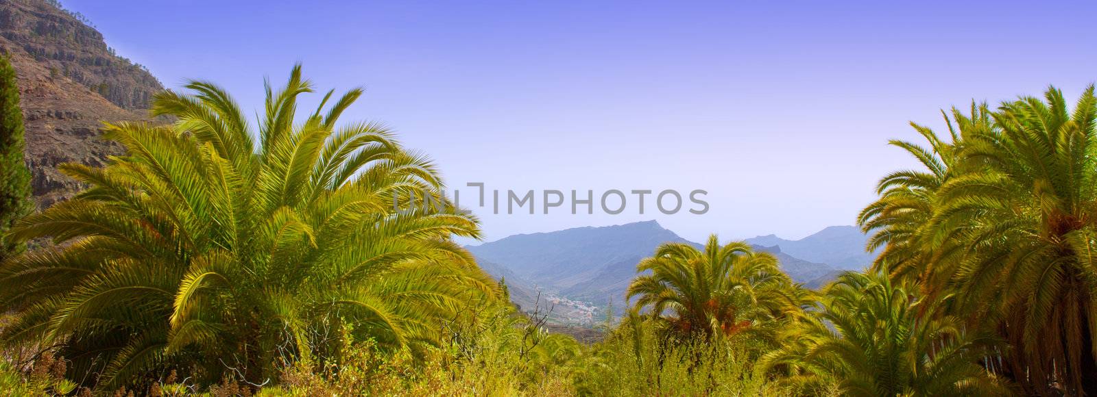 Gran Canaria Canary Palm tree mountains Phoenix canariensis