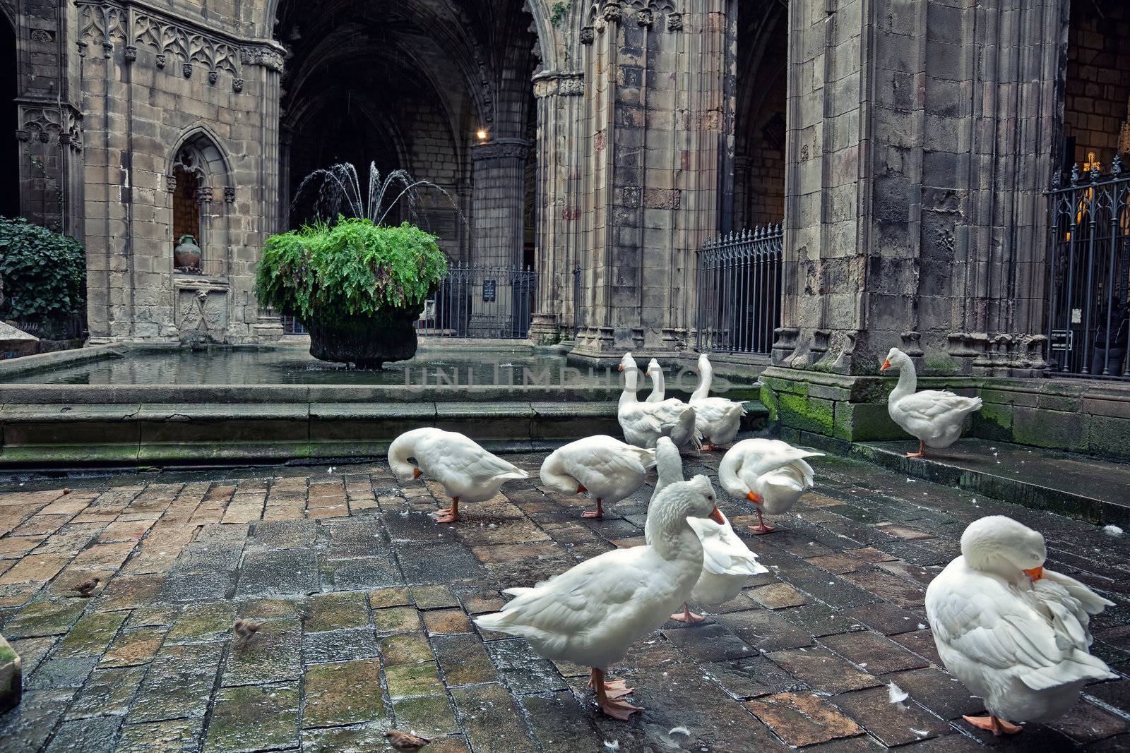 Geese in Cathedral of Saint Eulalia in Barcelona, Spain  