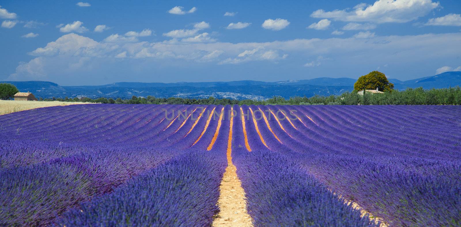  lavender fields of the French Provence near Valensole