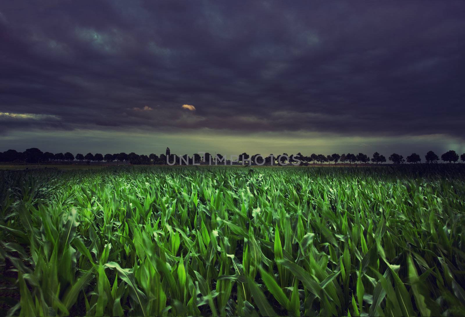 mystical green meadow with night  clouds and thunders 