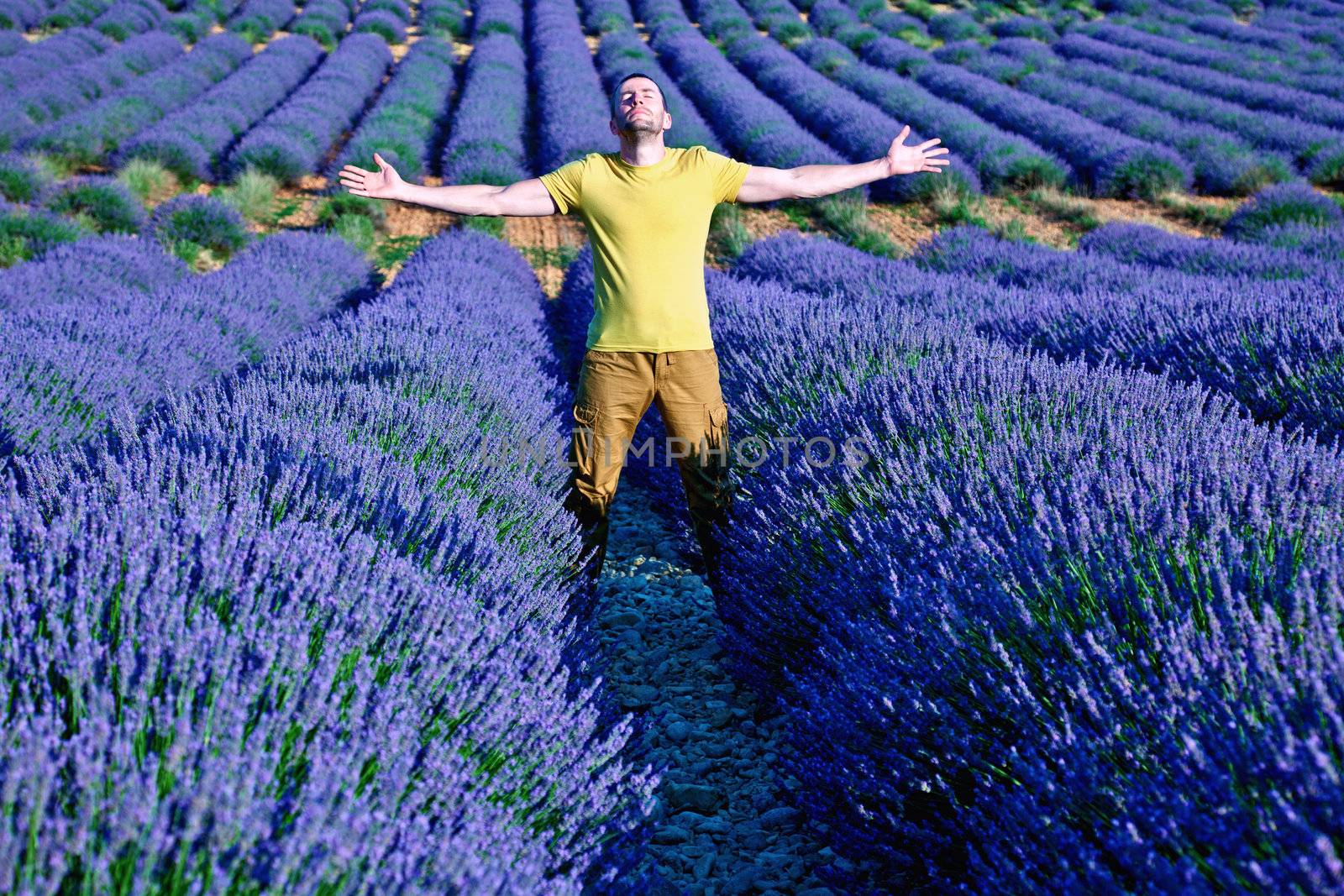  lavender fields of the French Provence near Valensole