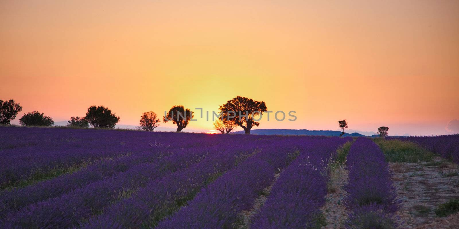  lavender fields of the French Provence near Valensole