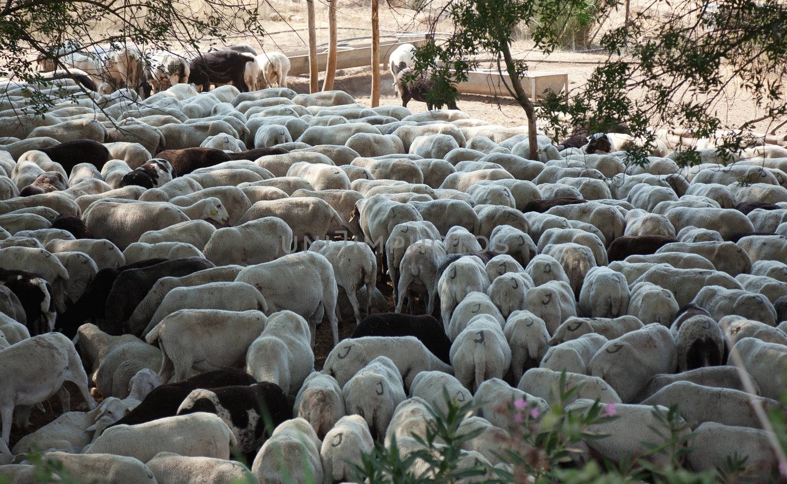 Flock of sheared sheeps in Spain farm