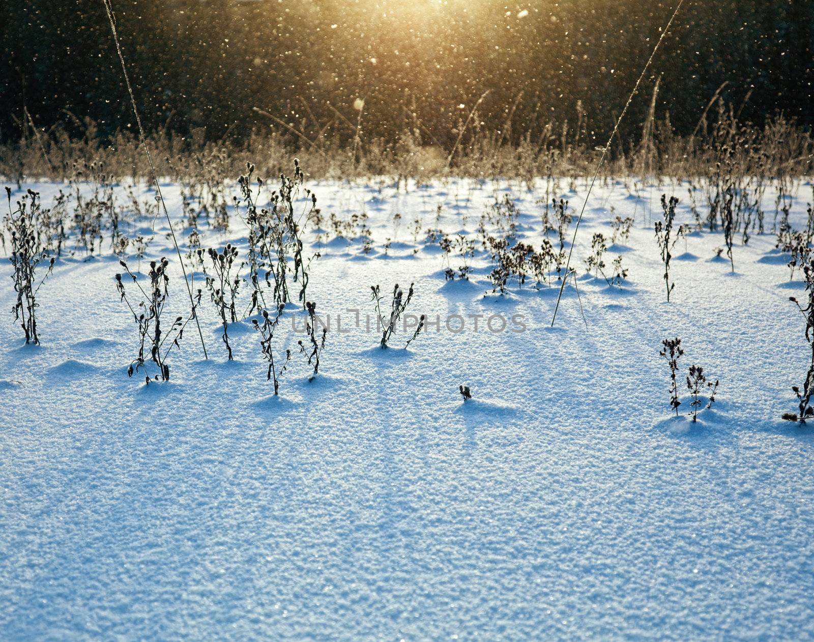 snow-covered field in the sun light photo