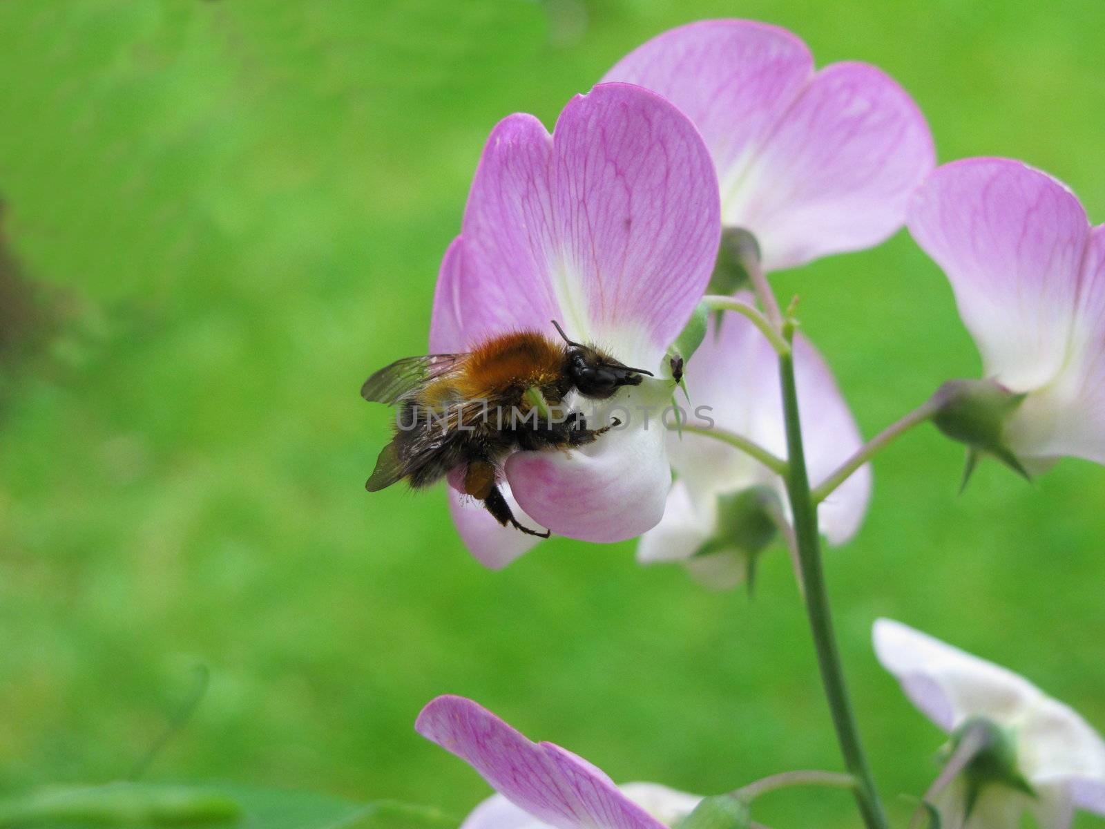 everlasting sweet pea and bee